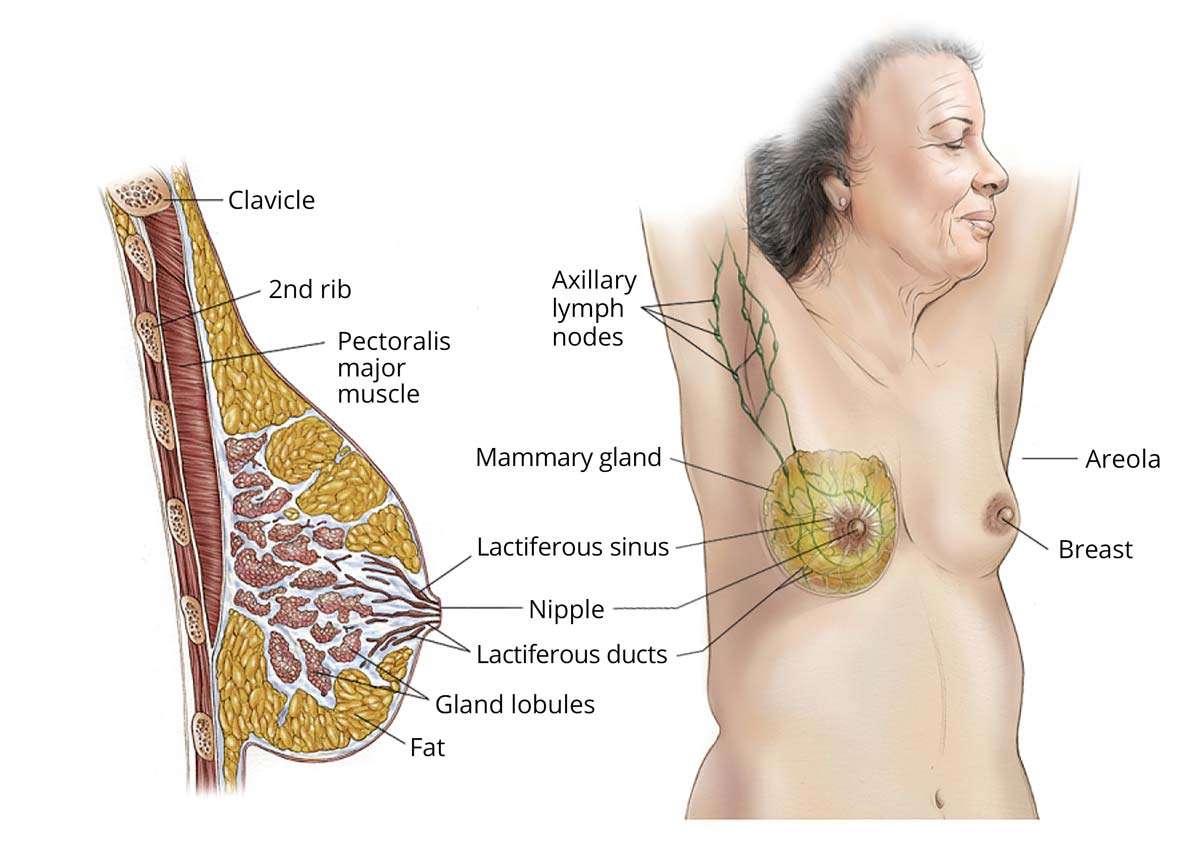 breast-can_1688115153iNxHAV.jpeg