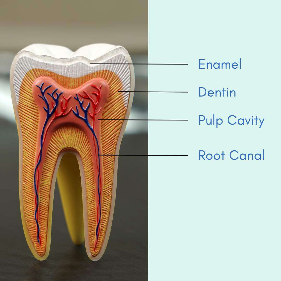 toothache_1688281261Oq7oqO.jpeg